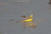 Wiesen-Schafstelze; Motacilla flava flava; Blue-headed Wagtail