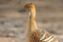 Sichelpfeifgans (Dendrocygna eytoni) - Plumed whistling duck