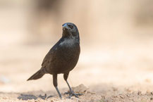 Chopistärling (Gnorimopsar chopi) - Chopi Blackbird. Pantanal Brasilien.