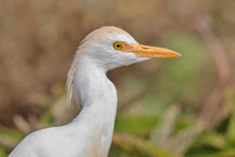 Kuhreiher (Bubulcus ibis)