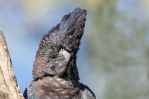 Banks-Rabenkakadu, Calyptorhynchus banksii, Red-tailed black cockatoo