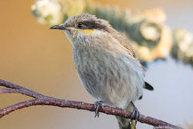 Pfeifhonigfresser, Singing Honeyeater, Gavicalis virescens) 