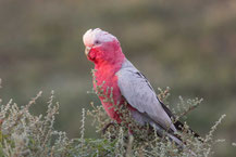 Rosakakadu, Eolophus roseicapilla, Galah