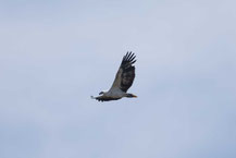 Weißbauch-Seeadler, White-bellied Sea-eagle, Haliaeetus leucogaster