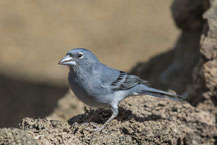 Teydefink, Fringilla teydea, Blue Chaffinch