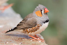 Zebrafink, Zebra finch, Taeniopygia guttata