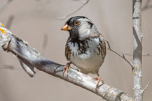 Harris-Ammer (Zonotrichia querula) 