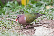 Braunkappen-Glanztaube (Chalcophaps longirostris) - Brown-capped Emerald Dove 