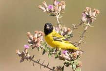 Magellanzeisig; Carduelis magellanicus; Hooded siskin