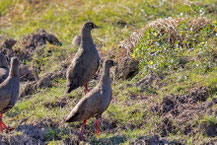 Rotfuß-Pfuhlhuhn, Black-tailed nativehen, Tribonyx ventralis