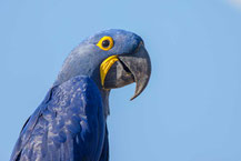 Hyazinth-Ara, hyacinth macaw, Anodorhynchus hyacinthinus