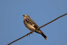 Bartstreif-Nonnentyrann (Xolmis cinereus); Grey Monjita