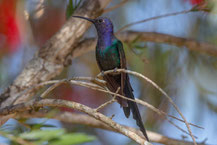 Blauer Gabelschwanzkolibri (Eupetomena macroura); Swallow-tailed Hummingbird