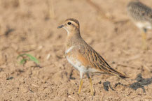 Mornellregenpfeifer, Charadrius morinellus, Eurasian Dotterel