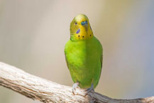 Wellensittich, Budgerigar, Melopsittacus undulatus