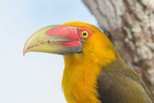 Goldtukan (Pteroglossus bailloni); Saffron Toucanet