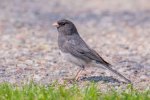 Winterammer (Junco hyemalis)