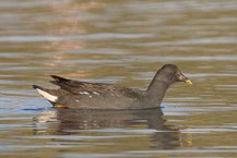 Papua-Teichhuhn, Dusky moorhen, Gallinula tenebrosa