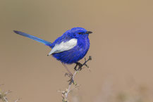 Weißflügel-Staffelschwanz (Malurus leucopterus)