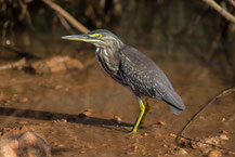 Mangrovreiher
