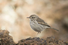 Kanarenpieper, Anthus berthelotii, Berthelot's pipit