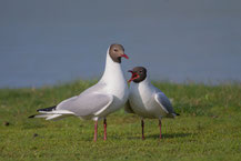 Möwen, Seeschwalben, Scherenschnäbel