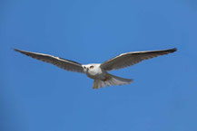 Australischer Gleitaar, Black-shouldered Kite, Elanus axillaris