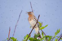 Rotkehlpieper; Anthus cervinus; Red-throated Pipit