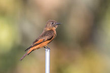 Schwalbentyrann (Hirundinea ferruginea); Cliff Flycatcher