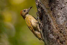  Sperlingsspecht (Veniliornis passerinus); Little Woodpecker