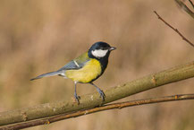 Kohlmeise (Parus major)