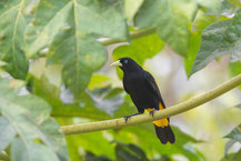 Gelbbürzelkassike (Cacicus cela) - Yellow-rumped Cacique