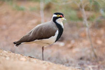 Schwarzbandkiebitz (Vanellus tricolor) - Banded Lapwing