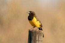 Gelbbürzelstärling (Pseudoleistes guirahuro) - Yellow-rumped Marshbird