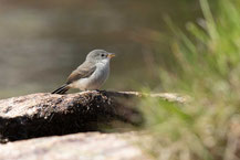 Haubenkleintyrann , Südlicher Blasskleintyrann, Southern Beardless-TyrannuletCamptostoma obsoletum, 