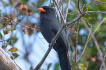 Schwarzstirntrappist (Monasa nigrifrons) ; Black-fronted Nunbird