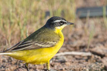 Superciliaris Schafstelze; Motacilla flava superciliaris ; Western Yellow Wagtail