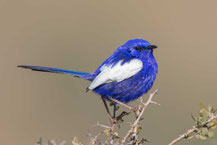 Weißflügel-Staffelschwanz,White-winged fairywren,  Malurus leucopterus