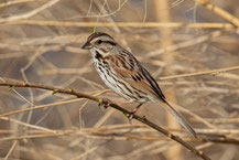 Singammer (Melospiza melodia)