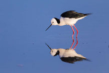 Weißgesicht-Stelzenläufer, white-headed stilt, Himantopus leucocephalus