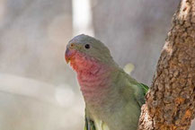 Alexandrasittich, Princess parrot, Polytelis alexandrae