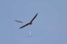 Seeadler, White-tailed Sea-eagle, Haliaeetus albicilla