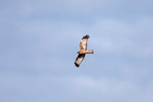 Fleckenweihe, Spotted Harrier, Circus assimilis