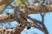 Sperberweihe, Crane hawk, Geranospiza caerulescens