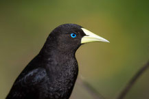 Rotbürzelkassike (Cacicus haemorrhous) - Red-rumped Cacique