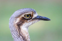 Langschwanztriel, Bush stone-curlew, Burhinus grallarius