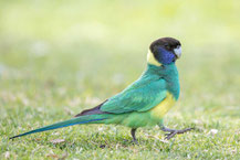 Ringsittich, Australian ringneck, Barnardius zonarius