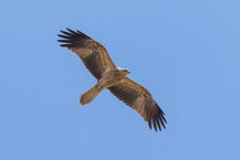 Keilschwanzweih, Whistling kite, Haliastur sphenurus