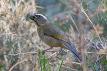 Dickschnabelsaltator (Saltator maxillosus) - Thick-billed Saltator