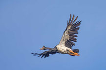 Spaltfußgans (Anseranas semipalmata) - Magpie goose